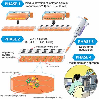 Metabolomics of 3D cell co-culture reveals alterations in energy metabolism at the cross-talk of colorectal cancer-adipocytes